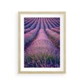 Plakat w ramie 30x40 - Pole Lawendy w Pełnej Krasie - pole lawendy, kompozycja - rama drewno