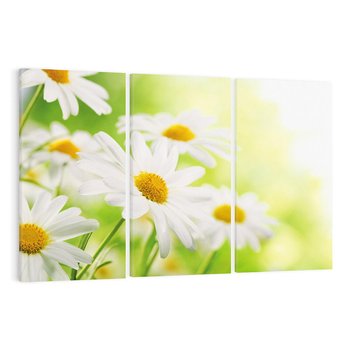 Obraz na płótnie 120x80 - Stokrotka: delikatność natury - stokrotka, kwiat