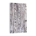 Obraz na płótnie 70x100 - Lśniące Brzozy - brzozy, las