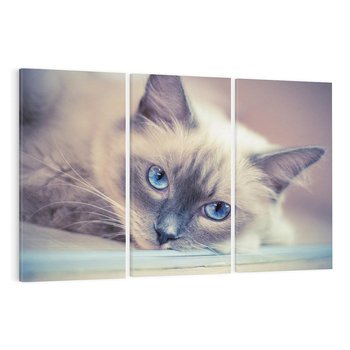 Obraz na płótnie 120x80 - Kotek w artystycznym stylu - kot, kotek