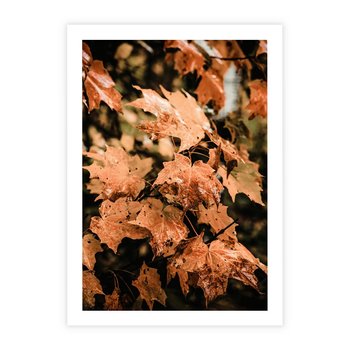 Plakat bez ramy 21x30 - Ciepło Jesieni - jesienne pomarańczowe liśćie, jesień