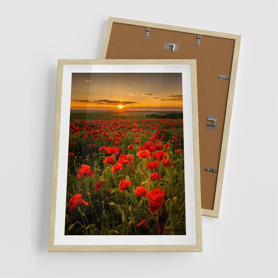 Plakat w ramie 50x70 - Maki przy zachodzie słońca - maki, zachód - rama drewno