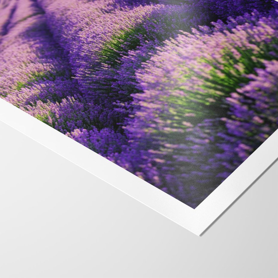 Plakat bez ramy 40x50 - Malownicze Pole Lawendy - lawenda, pole