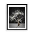 Plakat w ramie 40x50 - Delikatność dmuchawców zbliżenie - dmuchawce, zbliżenie - rama czarna