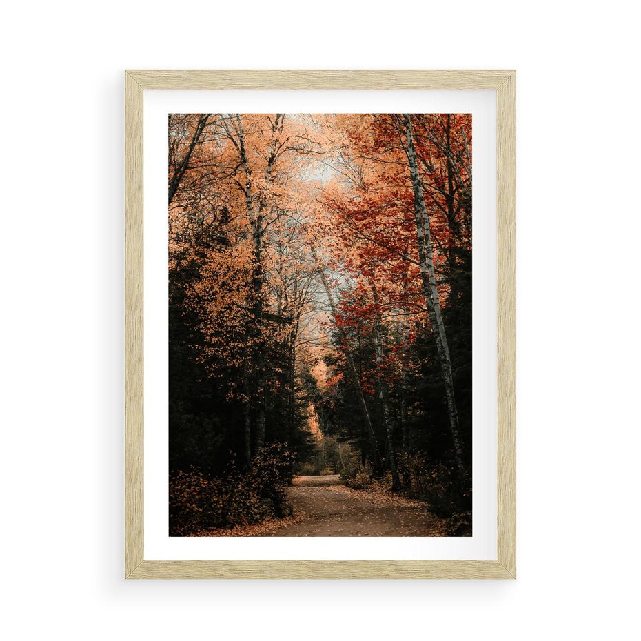 Plakat w ramie 50x70 - Drzewa w Czerwonych Liściach - las, jesienny las - rama drewno