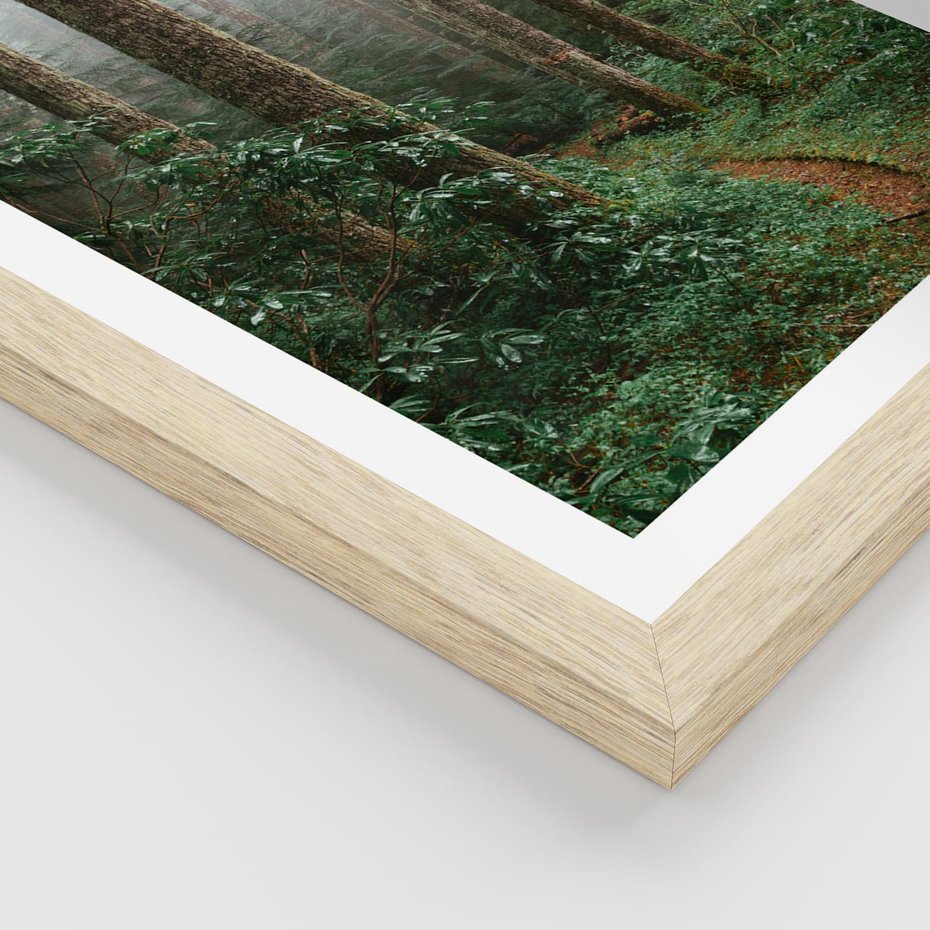 Plakat w ramie 30x40 - Mgliste Marzenia - artystyczna fotografia, las - rama drewno