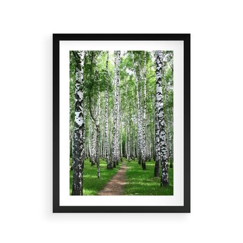 Plakat w ramie 30x40 - Magia lasu pełnego brzóz - las, brzozy - rama czarna