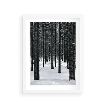 Plakat w ramie 50x70 - Zimowe Drzewa: Śnieg na Pniach - drzew w zimi, pnie drzew - rama biała