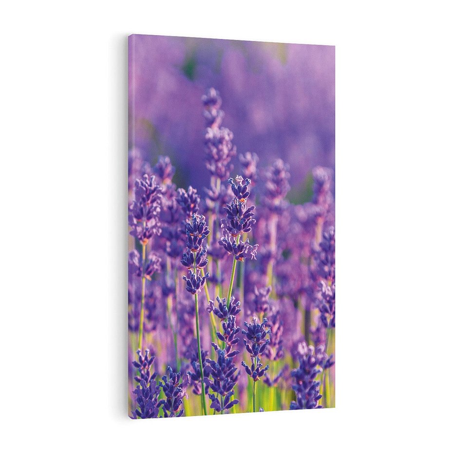 Obraz na płótnie 50x70 - Zaklęta lawenda - lawenda, kwiaty