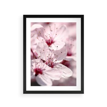 Plakat w ramie 40x50 - Kwitnąca Wiśnia - kwiaty, kwitnąca - rama czarna