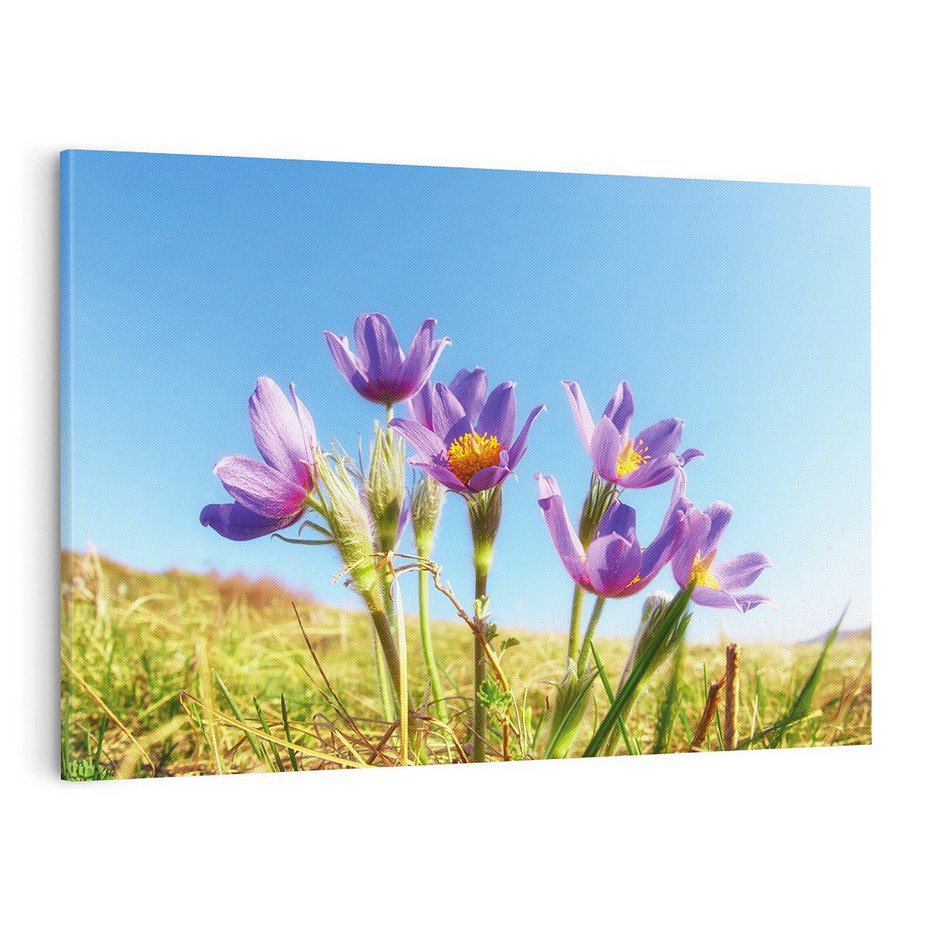 Obraz na płótnie 100x70 - Kwiatowa siła łąki - kwiaty, łąka