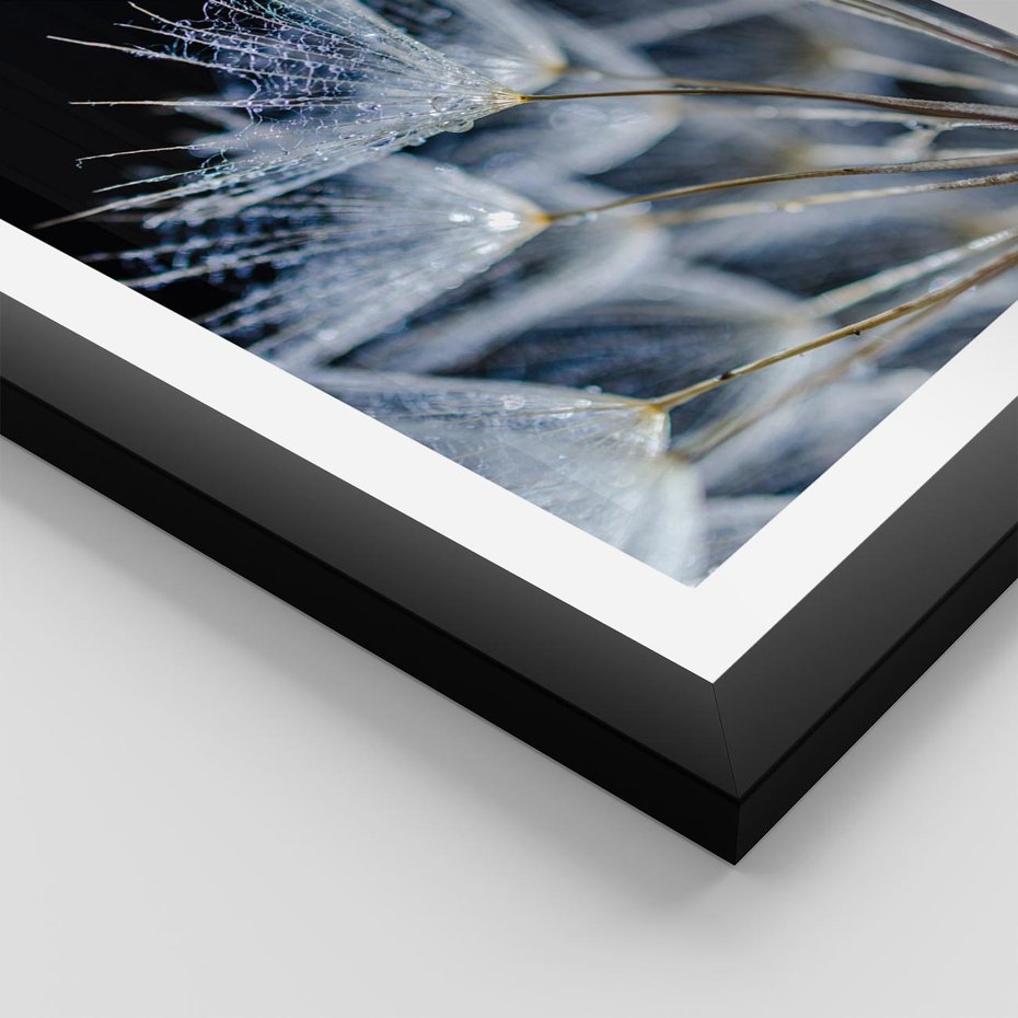 Plakat w ramie 40x50 - Makro piękno dmuchawców - makro, dmuchawce - rama czarna