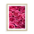 Plakat w ramie 50x70 - Romantyczne róże w pełnym rozkwicie - róże, kwiaty - rama drewno