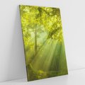 Obraz na płótnie 50x70 - drzewa w harmonii - las, drzewa