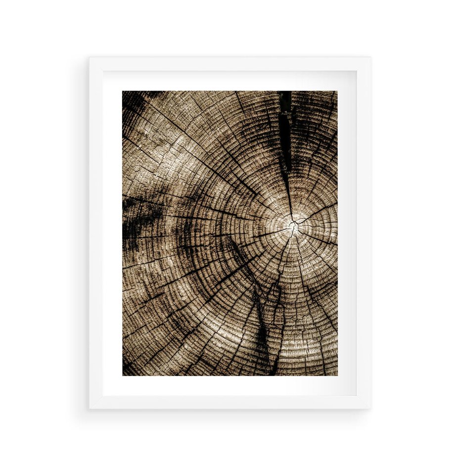 Plakat w ramie 40x50 - Natura Pod Lupą - pień drzewa, przekrój - rama biała