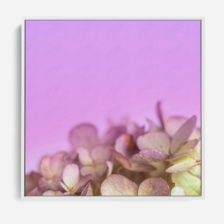 Obraz w ramie 50x50 - Kwiatowa Uroda - kwiaty, hortensje - rama biała