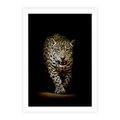 Plakat bez ramy 40x50 - Elegancja lamparta - lampart, pantera