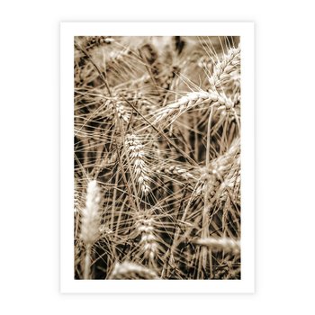 Plakat bez ramy 30x40 - Zbliżenie na Kłosy Zboża - zboża, kłosy zboża