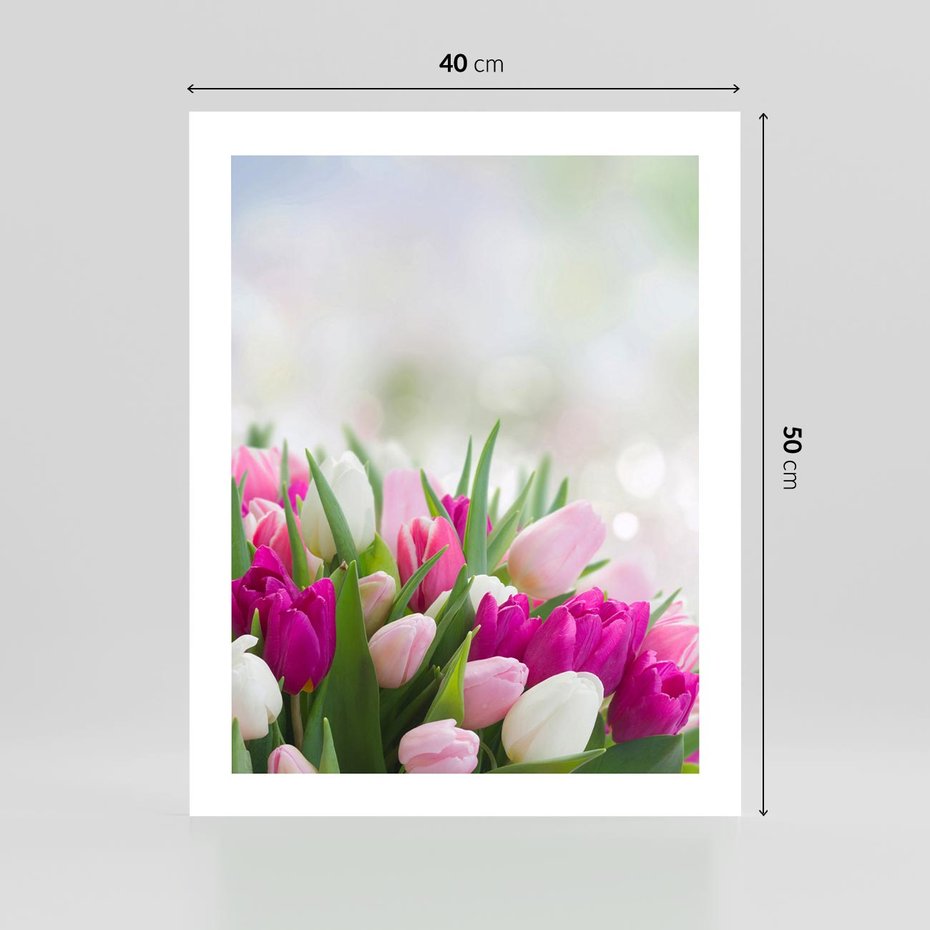 Plakat bez ramy 40x50 - Tulipany w pełnym rozkwicie - tulipany, kwiaty