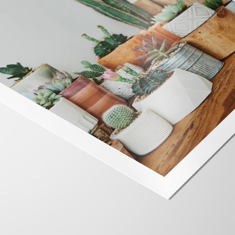 Plakat bez ramy 30x40 - Kaktusowa Galeria w Doniczkach - kaktusy w doniczkach, fotografia