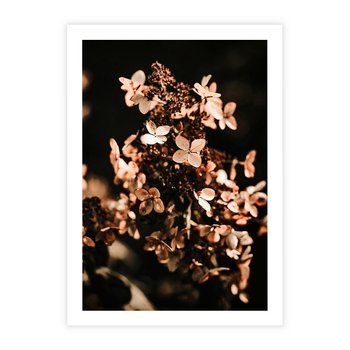 Plakat bez ramy 50x70 - Hortensja - Suchy Kwiat w Sztuce - hortensja, suchy kwiat