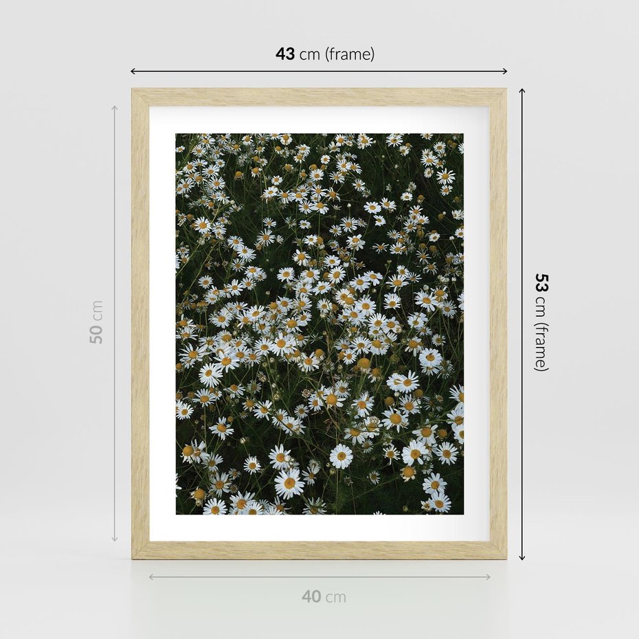 Plakat w ramie 40x50 - Stokrotkowa Idylla na Łące - łąka, stokrotki - rama drewno