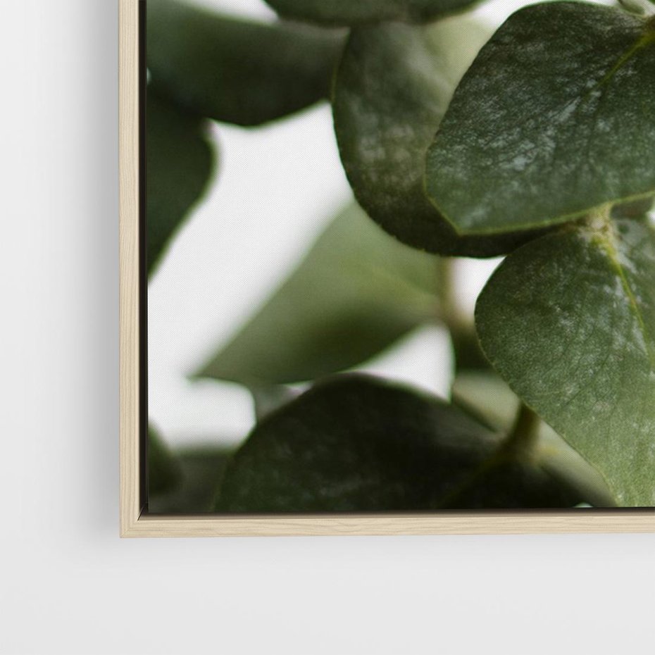 Obraz w ramie 70x50 - Zielone eukaliptusy - eukaliptus, liście - rama drewno