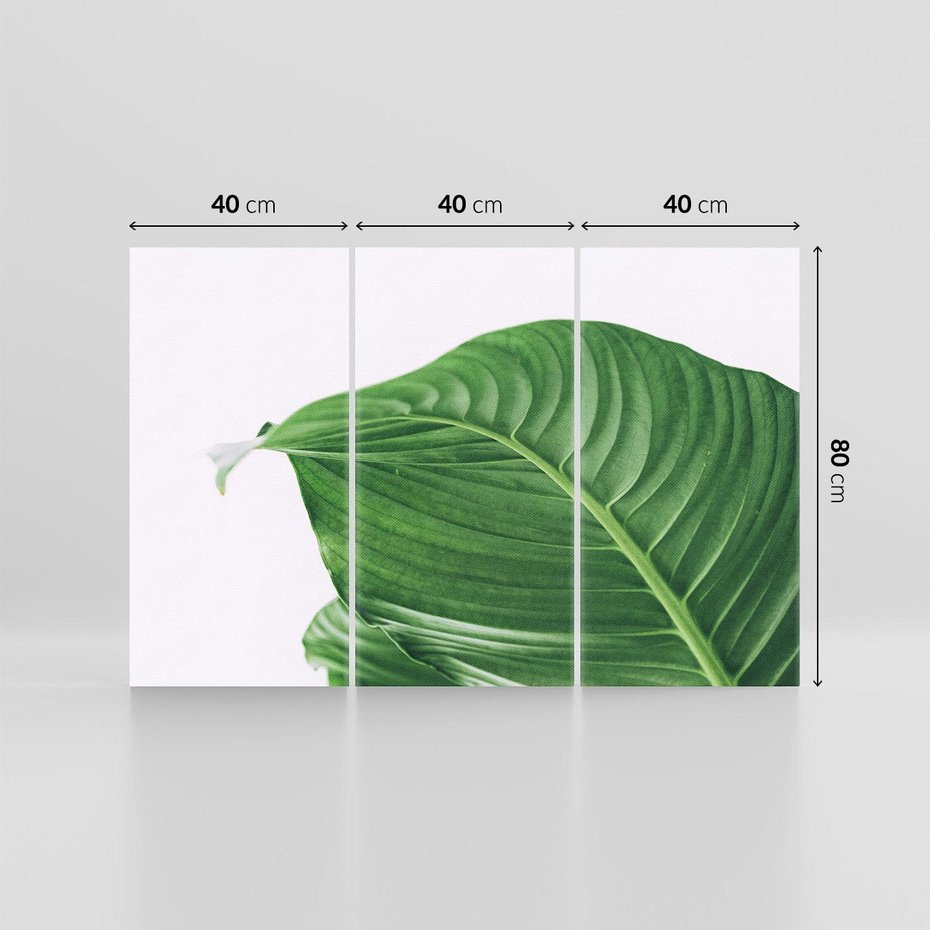 Obraz na płótnie 120x80 - Zielone liście monstery - liście, monstera