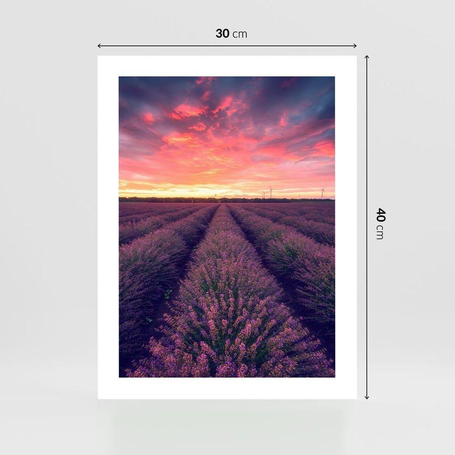 Plakat bez ramy 30x40 - Różowe Niebo nad Polami - pola lawendy, zachód słońca