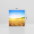 Obraz na płótnie 30x30 - Żyzne Pola - pole, pszenicy