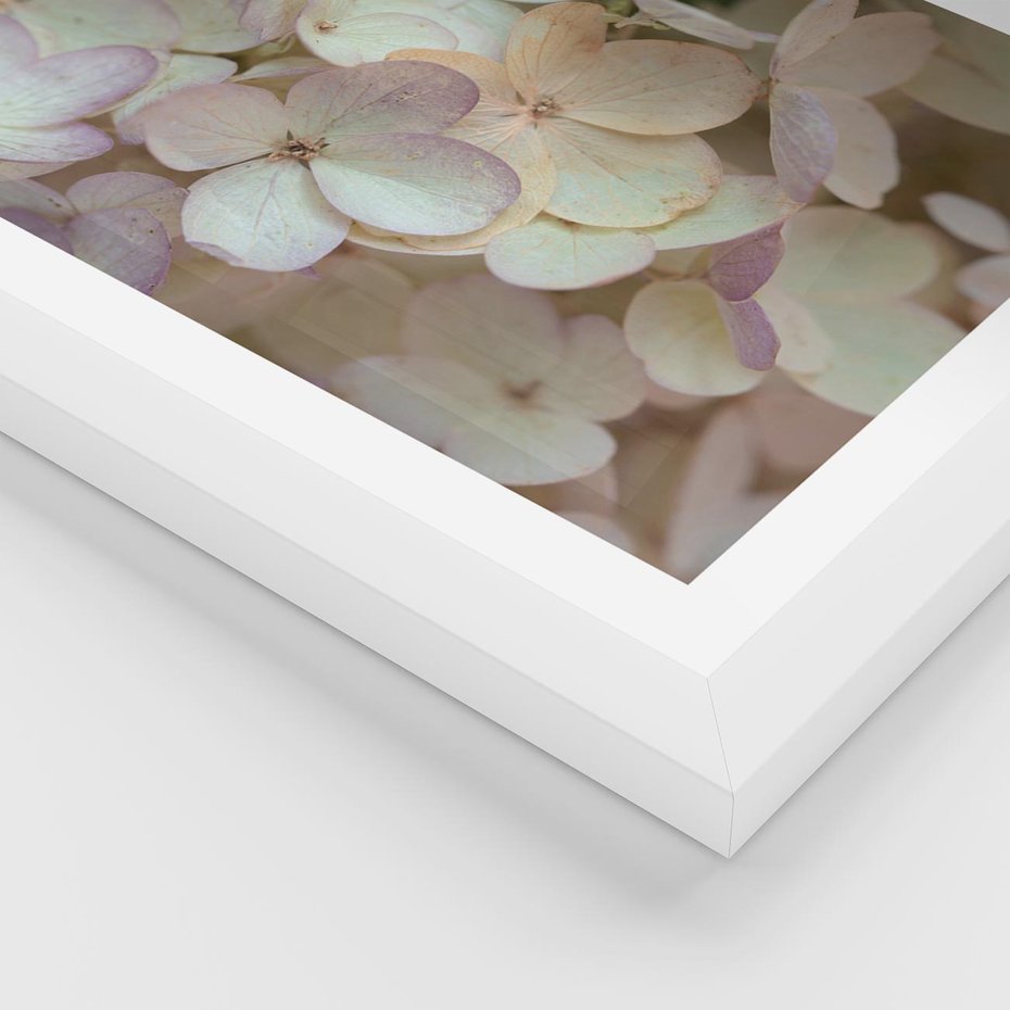 Plakat w ramie 50x70 - Kwiatowy taniec - kwiaty, hortensje - rama biała