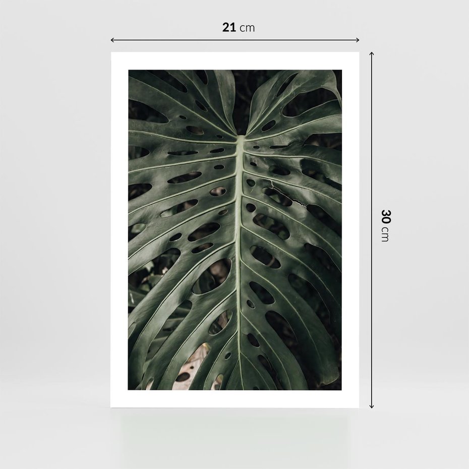 Plakat bez ramy 21x30 - Majestatyczny Liść Monstery - liść monstery, majestatyczny liść