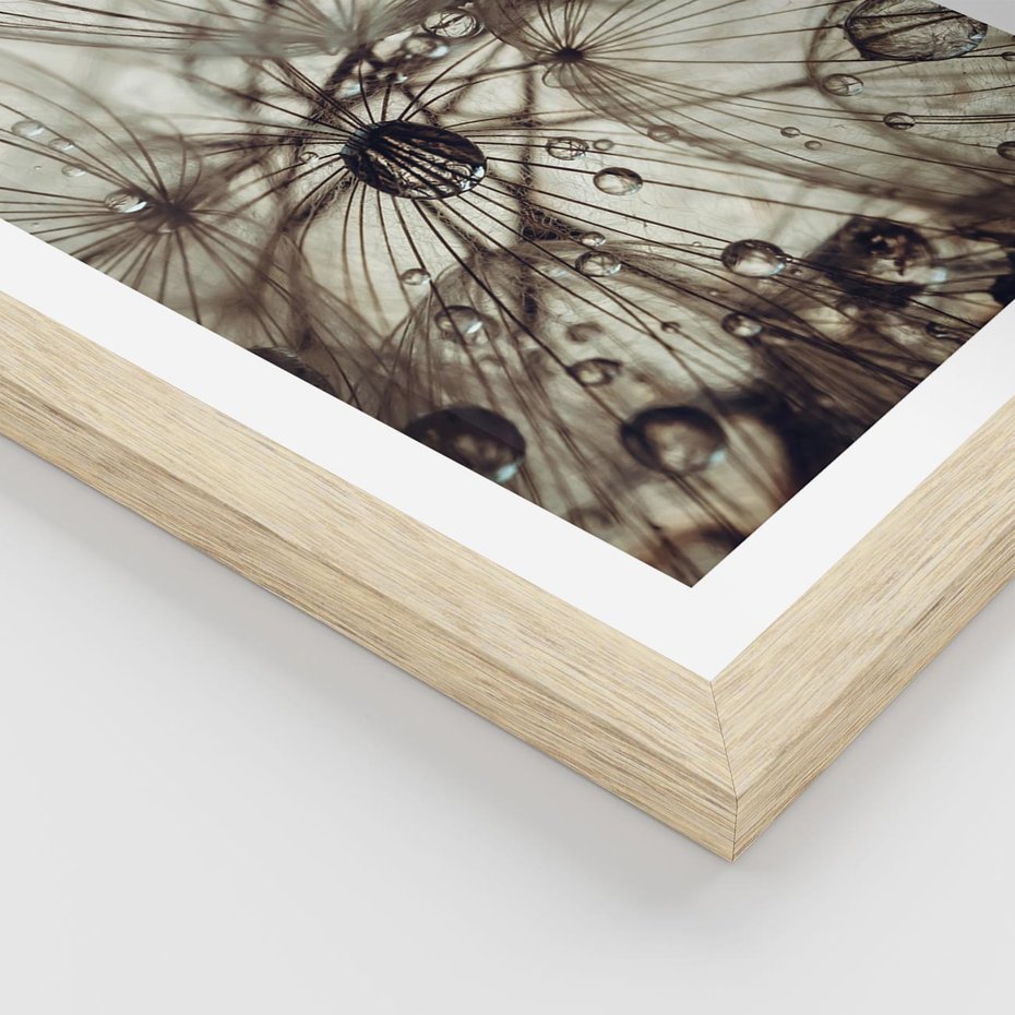 Plakat w ramie 50x70 - Lekkie dmuchawce - dmuchawce, krople - rama drewno