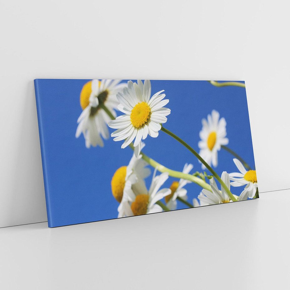 Obraz na płótnie 120x60 - Stokrotkowe pola - stokrotki, kwiaty