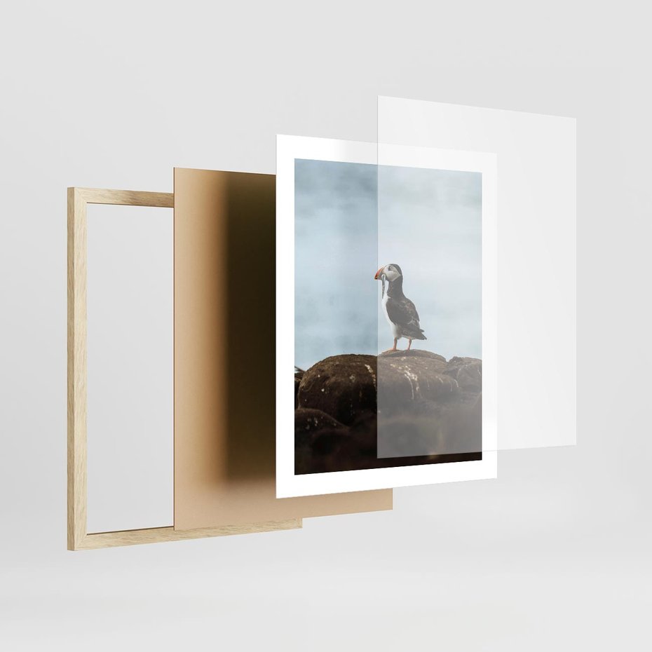 Plakat w ramie 40x50 - Portret Ptaka Morskiego - maskonur, ptak - rama drewno