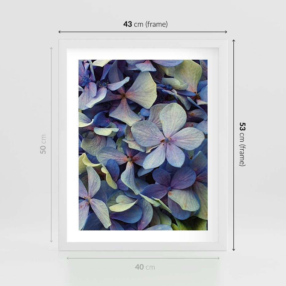 Plakat w ramie 40x50 - Hortensja - delikatność kwiatów - hortensja, kwiaty - rama biała