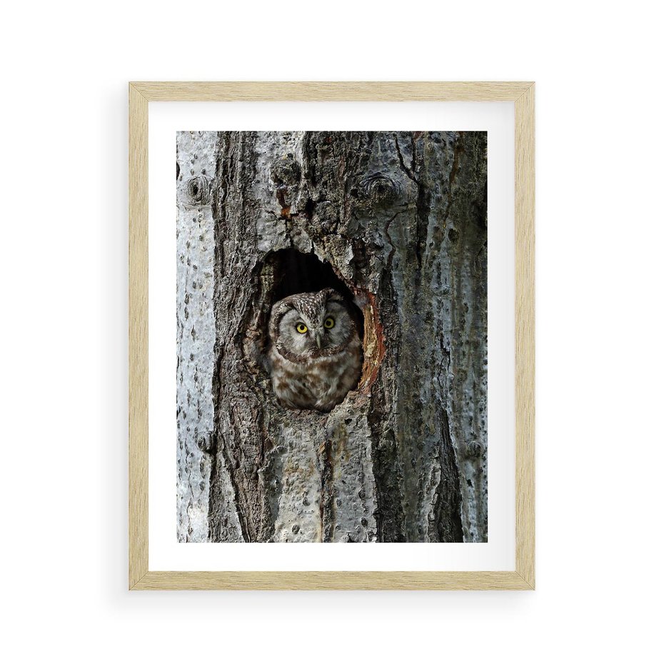 Plakat w ramie 40x50 - Tajemniczy W świecie Nocy - sowa, dziupla - rama drewno