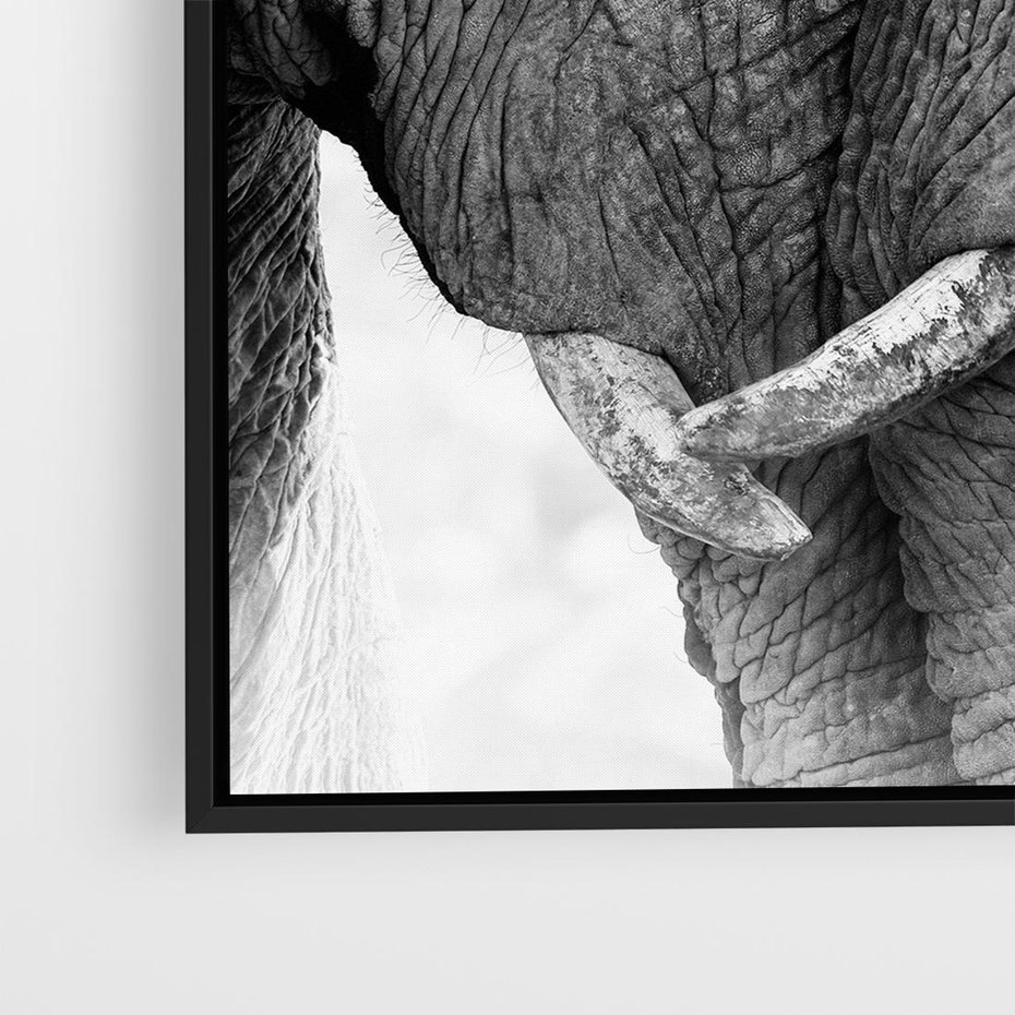 Obraz w ramie 50x50 - Spotkanie Mądrości - fotografia czarno biała, dwa słonie - rama czarna