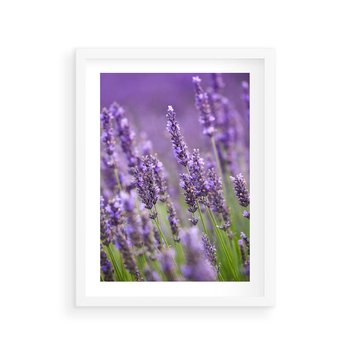 Plakat w ramie 30x40 - Urok lawendy - lawenda, kwiaty - rama biała
