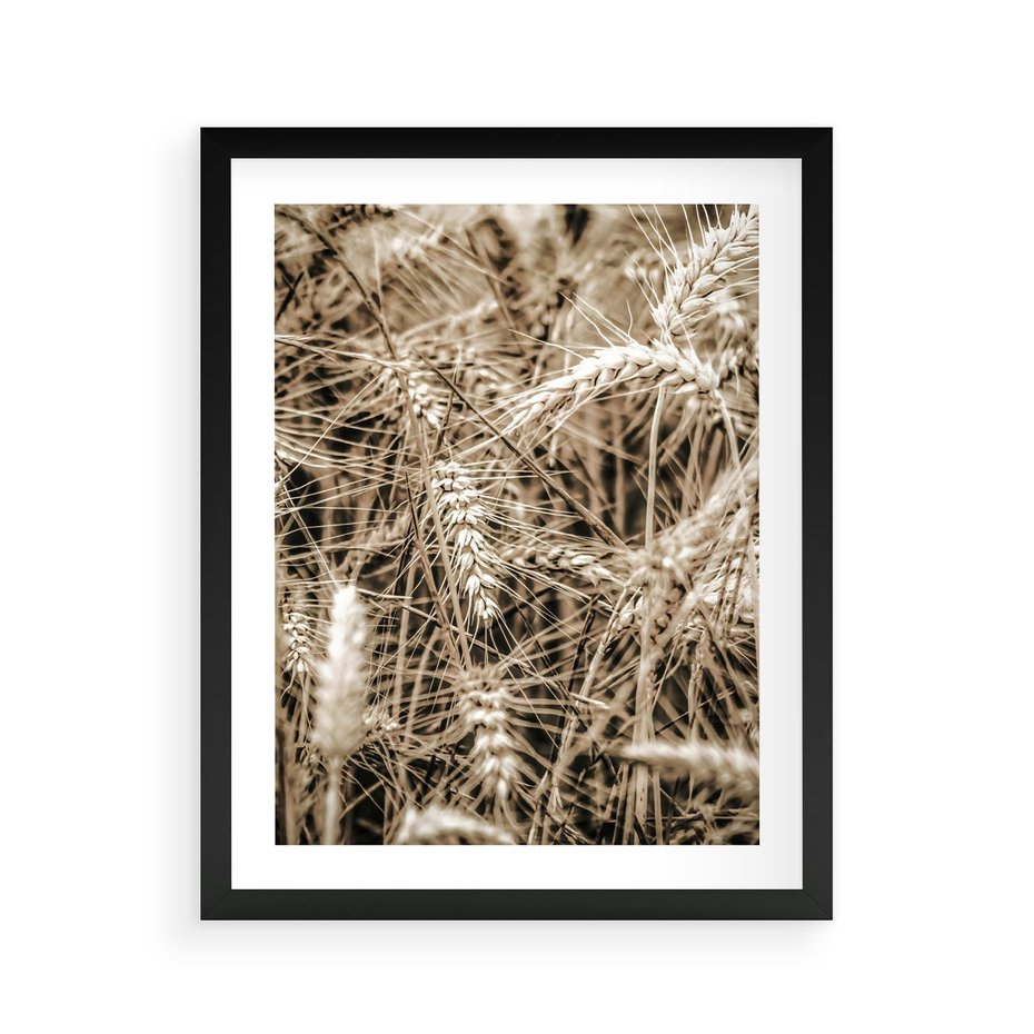 Plakat w ramie 40x50 - Zbliżenie na Kłosy Zboża - zboża, kłosy zboża - rama czarna