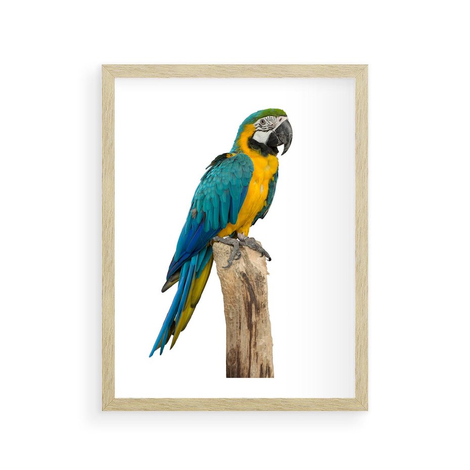 Plakat w ramie 30x40 - Kolorowa papuga w locie - papuga, ptak - rama drewno
