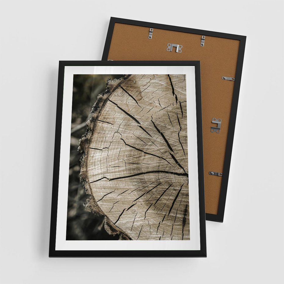 Plakat w ramie 50x70 - Wnętrze Natury - pień, przecięty pień - rama czarna