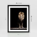 Plakat w ramie 40x50 - Lew: dzikie piękno natury - lew, dzikie - rama czarna