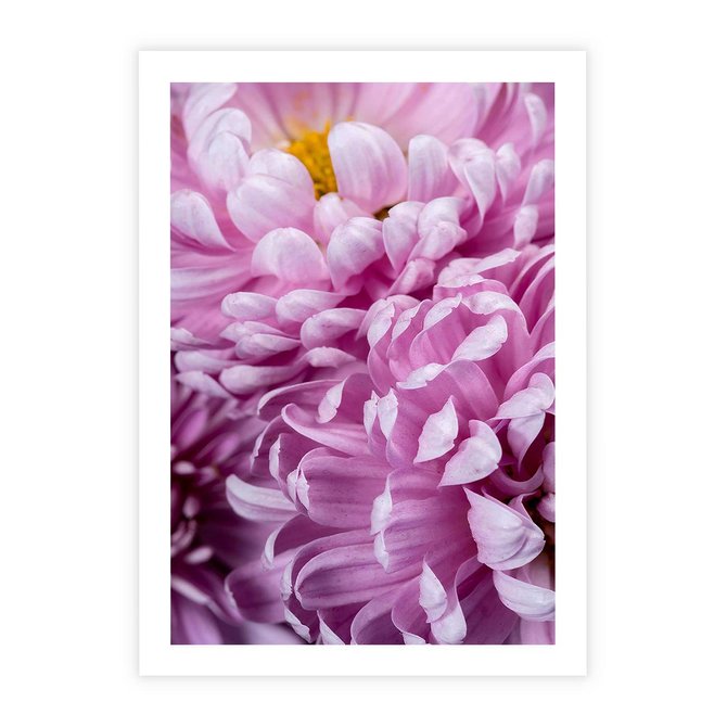 Plakat bez ramy 21x30 - Fioletowy zawrót głowy - kwiat, różowy kwiat