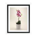 Plakat w ramie 40x50 - Delikatność storczyka orchidei - storczyk, orchidea - rama czarna