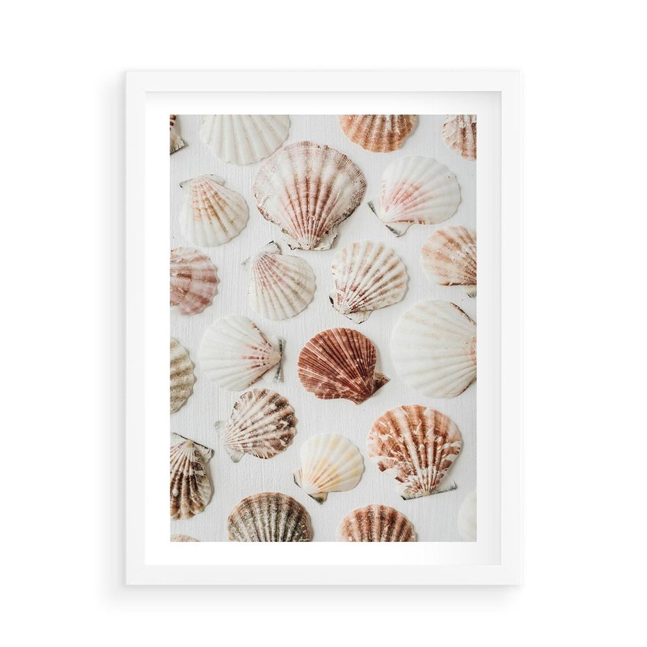 Plakat w ramie 50x70 - Morska Delikatność: Muszelki na Białym Tle - kompozycja, morskie muszelki na białym tle - rama biała