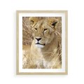 Plakat w ramie 40x50 - Potęga lwów w Afryce - lew, lwica - rama drewno