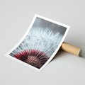 Plakat bez ramy 30x40 - Dmuchawiec w Detalu - dmuchawiec, zdjęcie makro