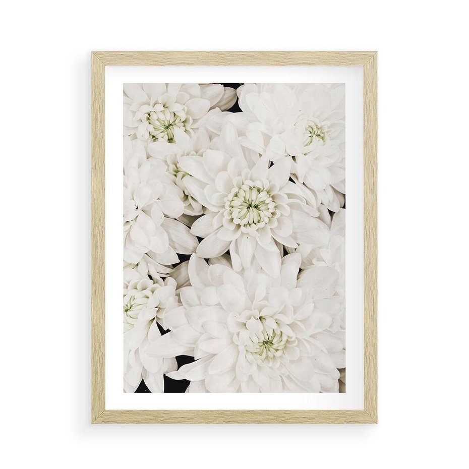 Plakat w ramie 50x70 - Białe Kwiaty: Płatki Delikatności - białe kwiaty, zbliżenie - rama drewno