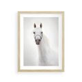 Plakat w ramie 30x40 - Elegancja białego konia - biały, koń - rama drewno